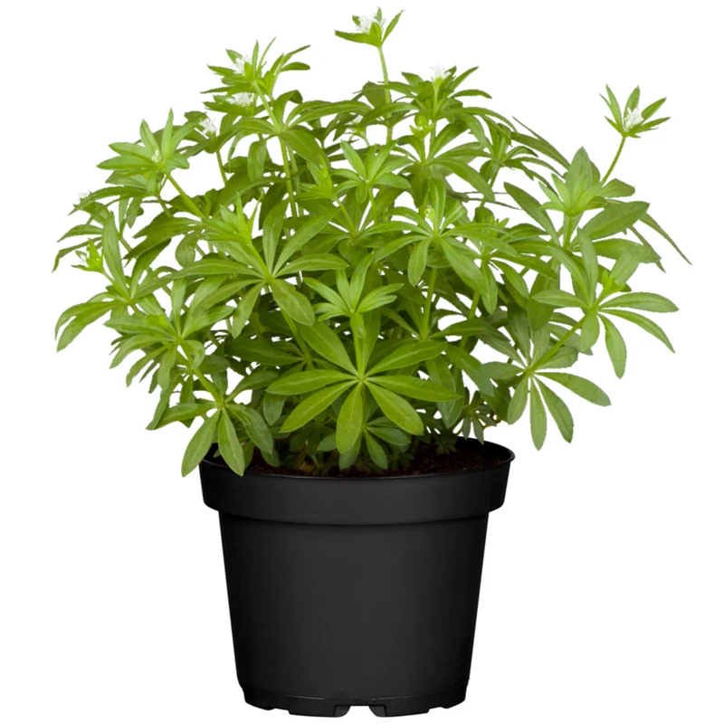 Waldmeister