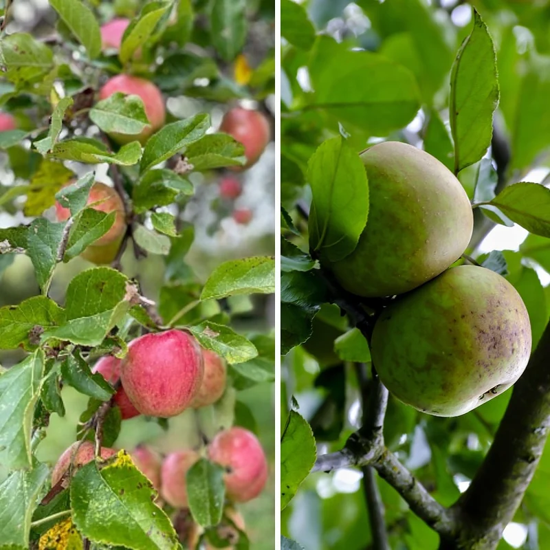 Bio-Obst Apfel, 2 Pflanzen