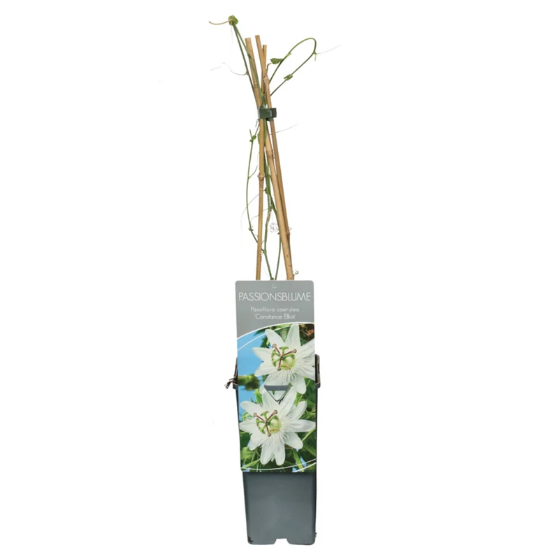 Passionsblume 'Elliot'