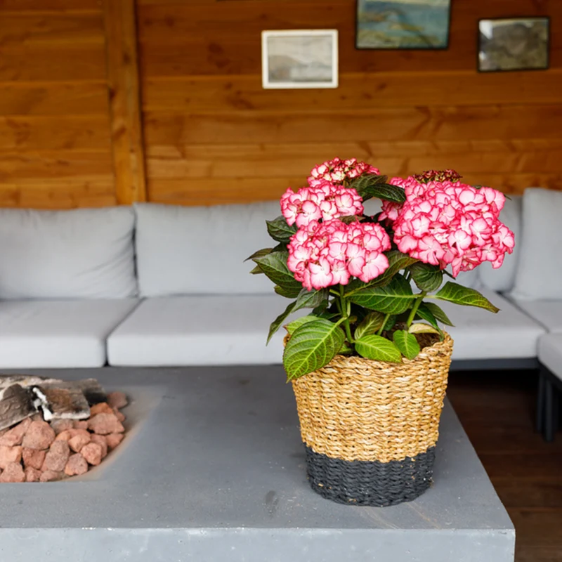 Bauernhortensie Royalty Collection® 'Beauty of Boskoop'