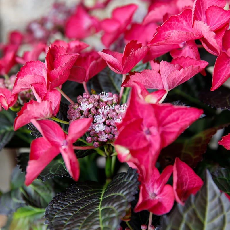 Bauernhortensie 'Black Diamonds Dark Angel®'