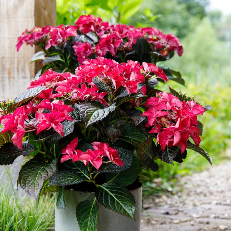 Bauernhortensie 'Black Diamonds Dark Angel®'
