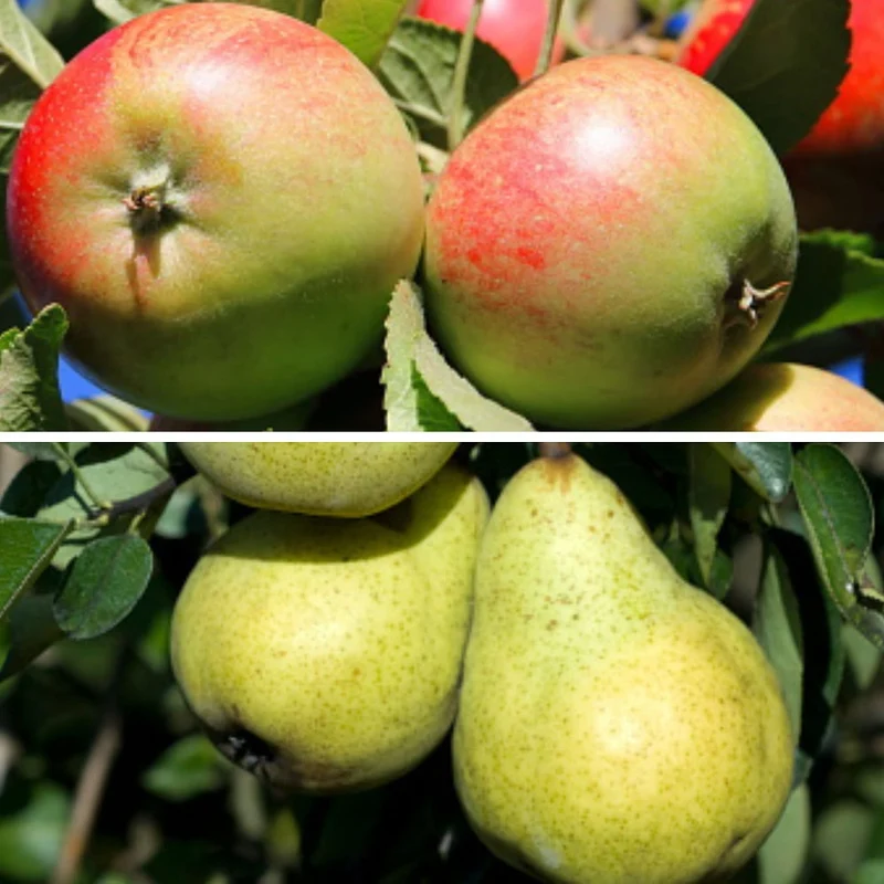 Bio-Obst Apfel & Birne, 2 Pflanzen