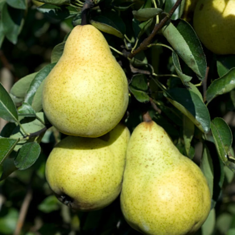 Bio-Obst Apfel & Birne, 2 Pflanzen