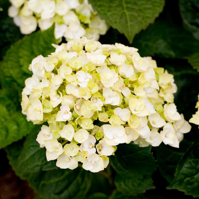 Bauernhortensie Endless Summer® 'The Bride'