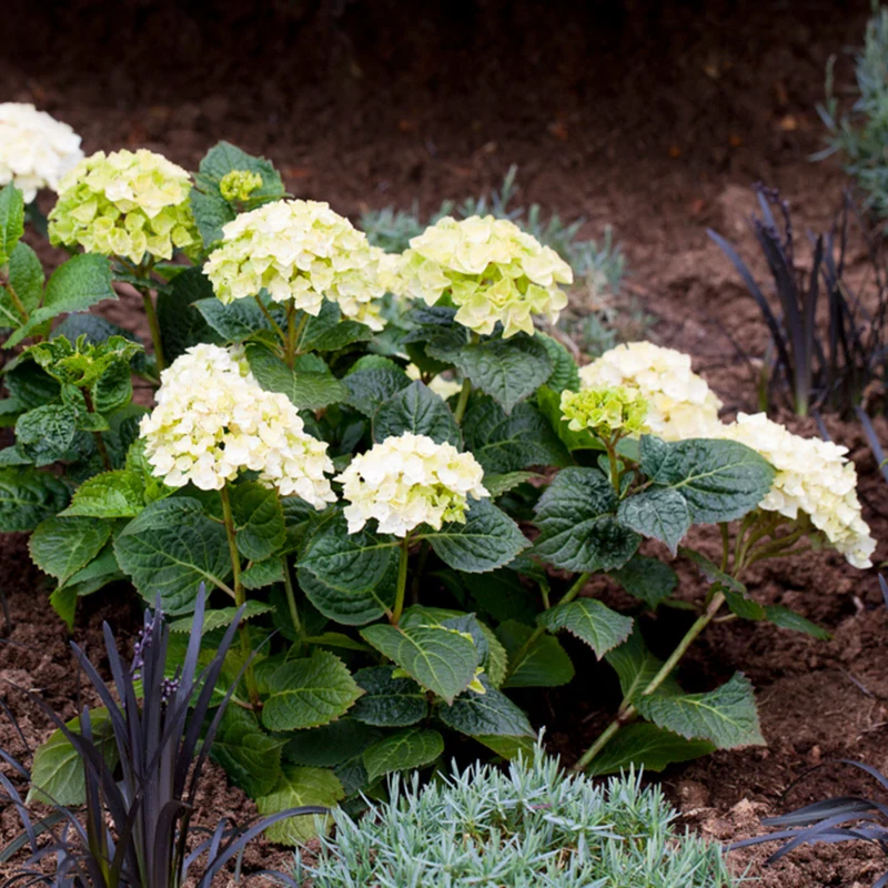 Bauernhortensie Endless Summer® 'The Bride'
