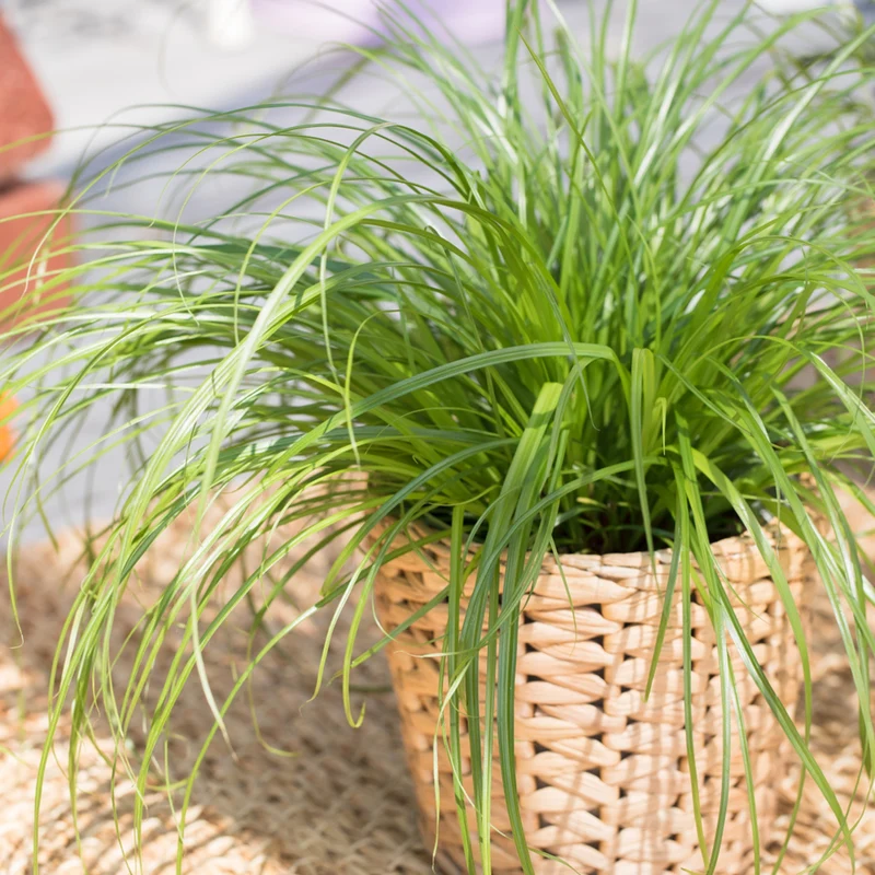 Katzengras 'Zumula', Tierfutter