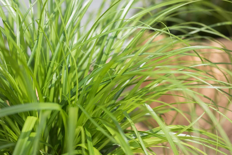 Katzengras 'Zumula', Tierfutter