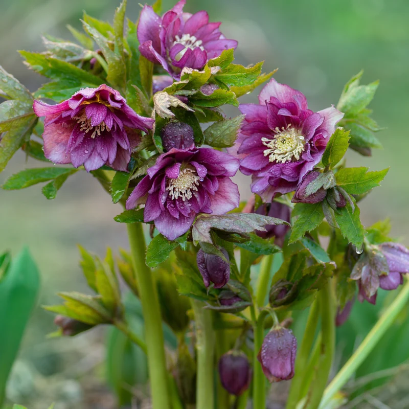 Lenzrose 'Double Ellen®'