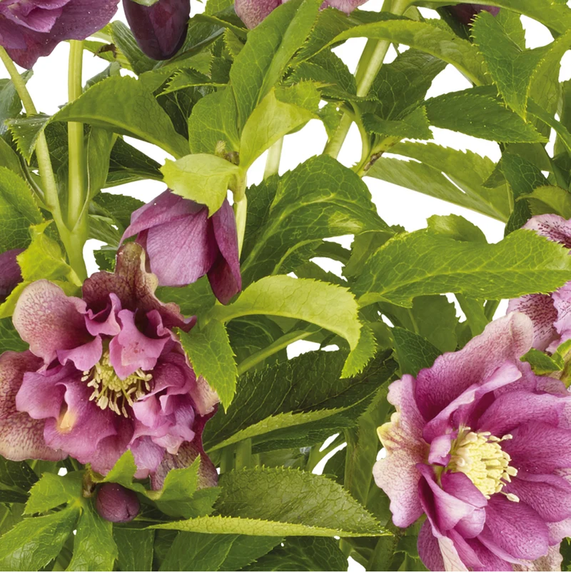Lenzrose 'Double Ellen®'