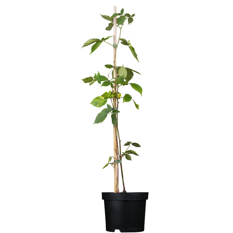 Bio Brombeere 'Chester'