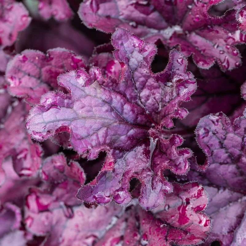 Purpurglöckchen