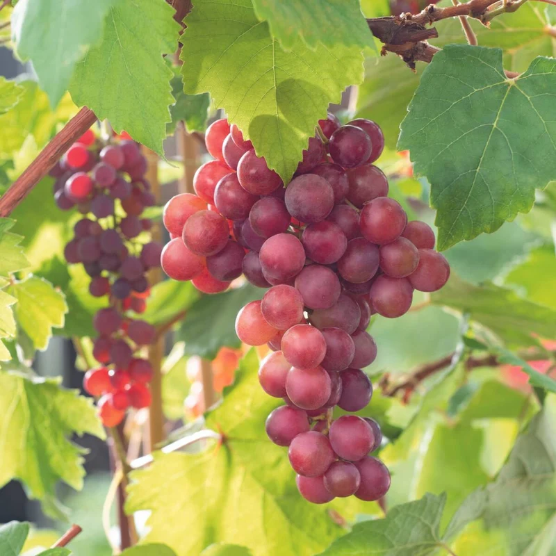 Bio Weinrebe 'Vanessa'