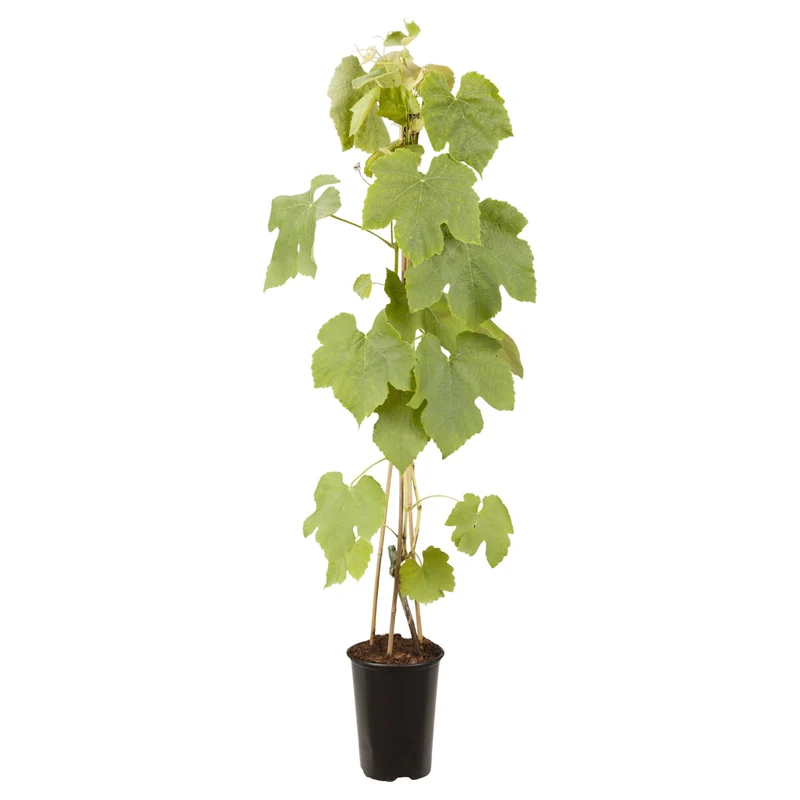 Bio Weinrebe 'Vanessa'