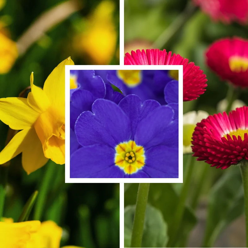 Balkonblumen "Frühlingsboten"