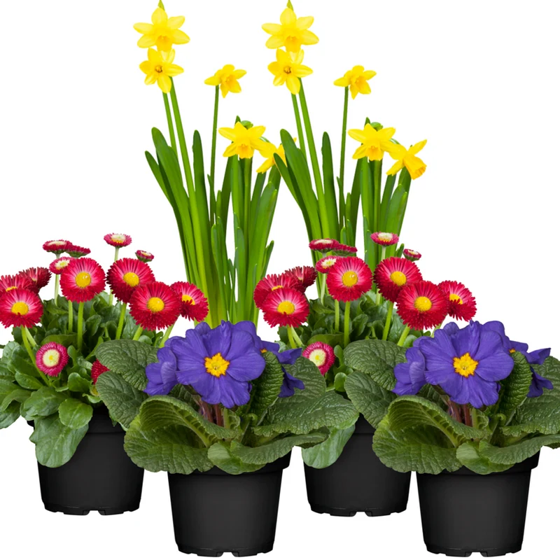 Balkonblumen "Frühlingsboten"