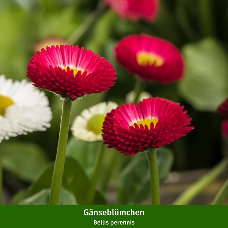 Balkonblumen "Frühlingsboten"