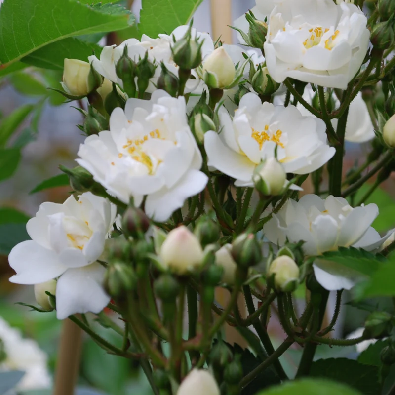 Ramblerrose 'Guirlande d'Amour®'