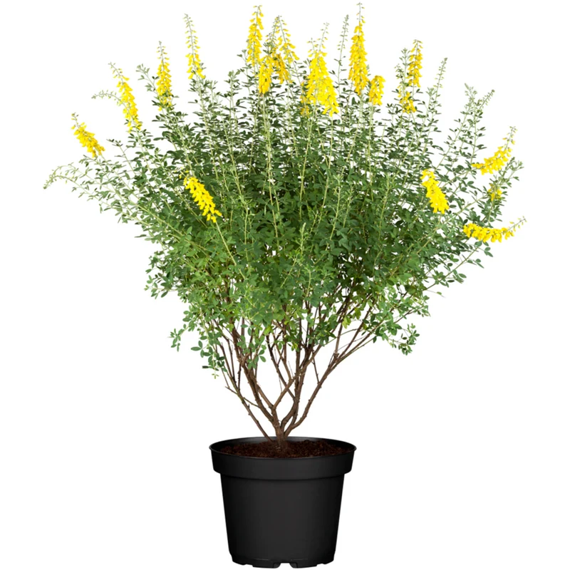 Schwarzer Ginster 'Cyni'