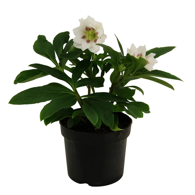 Lenzrose 'Pretty Ellen'