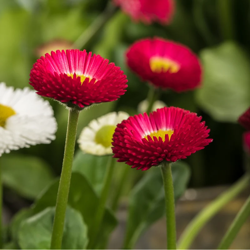Gänseblümchen