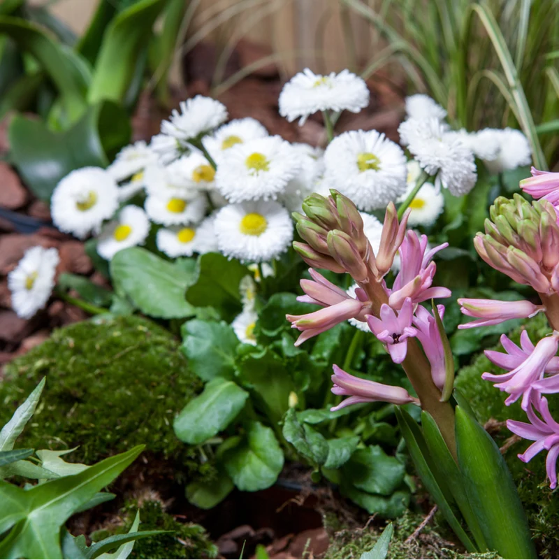 Gänseblümchen