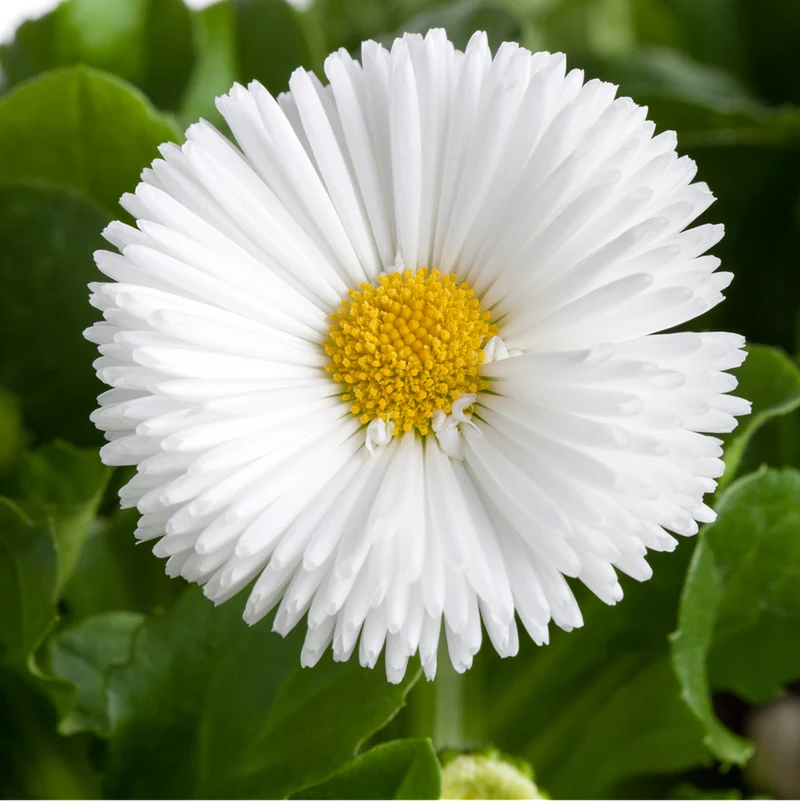Gänseblümchen