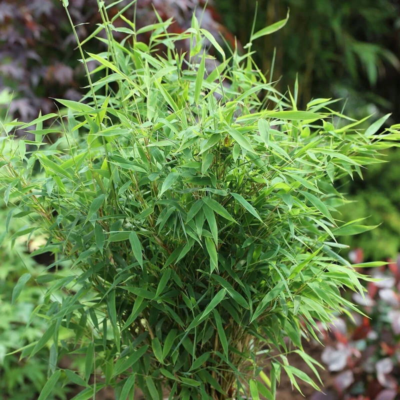 Gartenbambus 'Early Green'