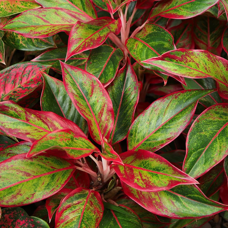 Kolbenfaden 'Light Star'