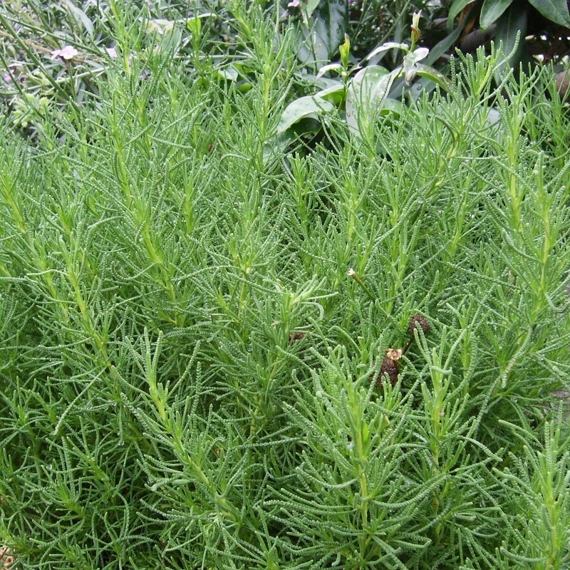 Bio Olivenkraut
