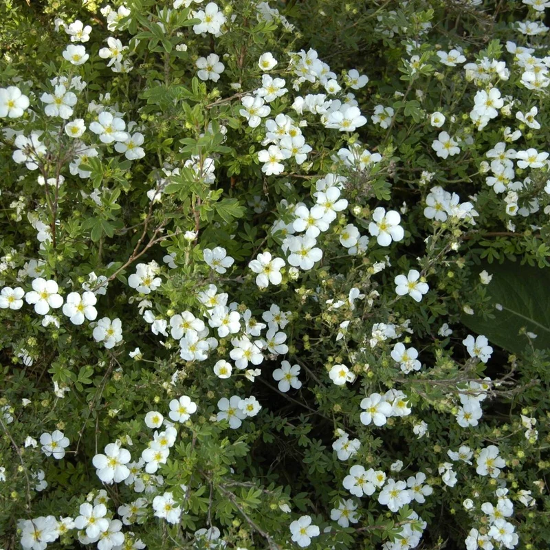 Fingerstrauch 'Abbotswood'