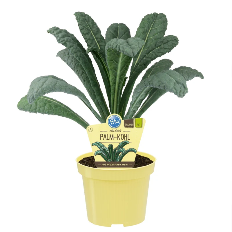 Bio Palmkohl