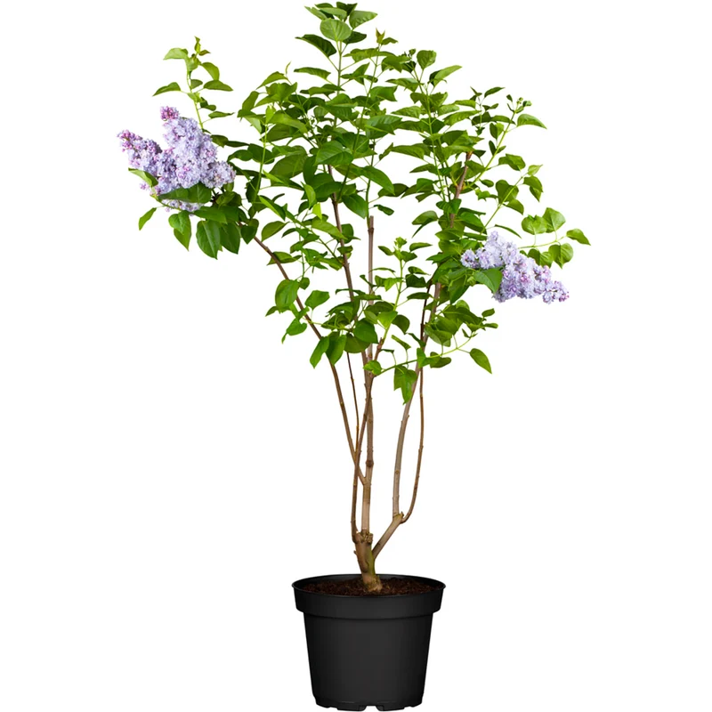Edelflieder 'Michel Buchner'