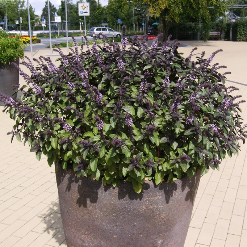 Bio Strauchbasilikum