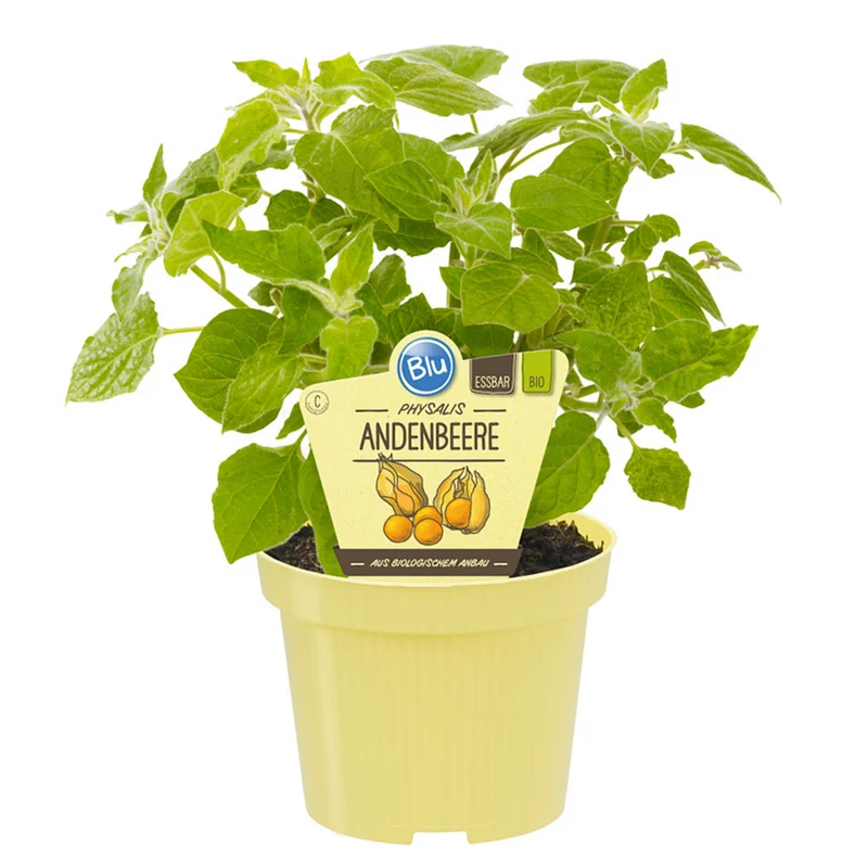 Bio Andenbeere Physalis