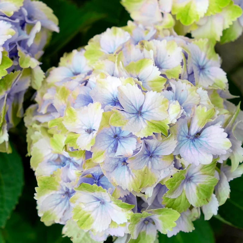 Bauernhortensie 'Switch®'