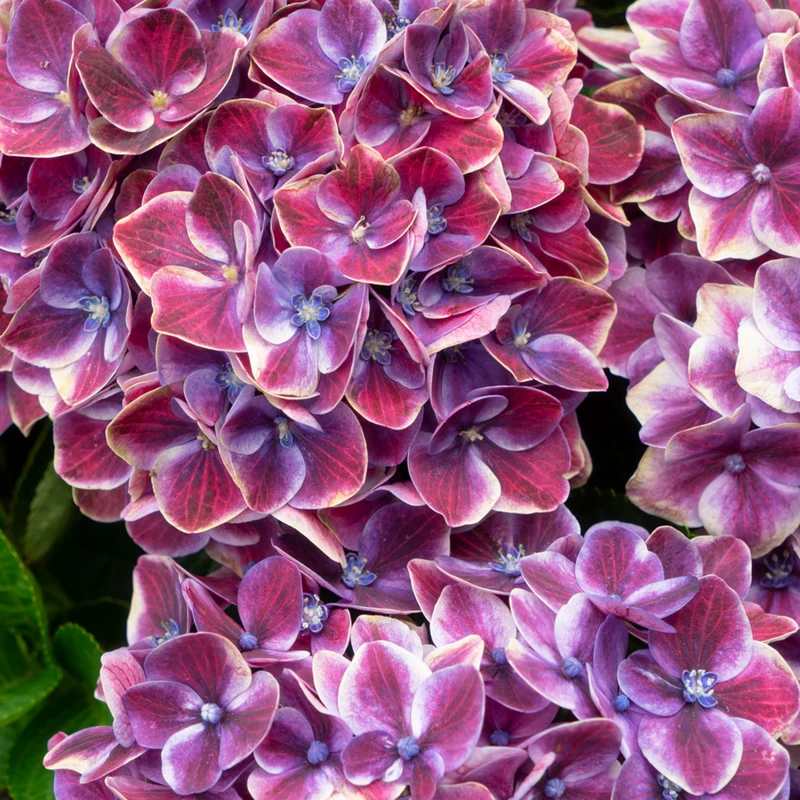 Bauernhortensie 'Switch®'