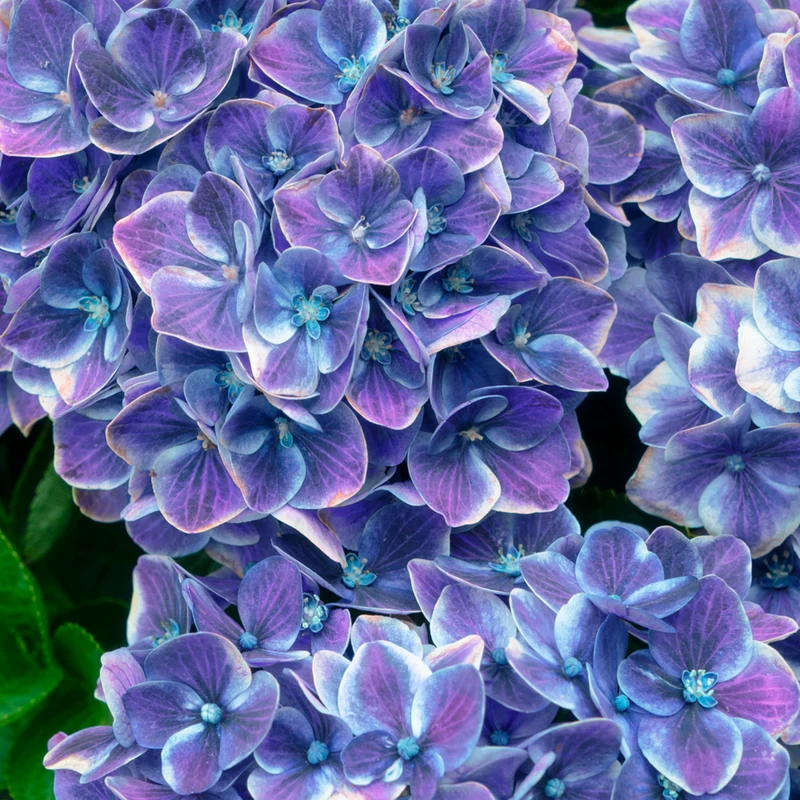 Bauernhortensie 'Switch®'