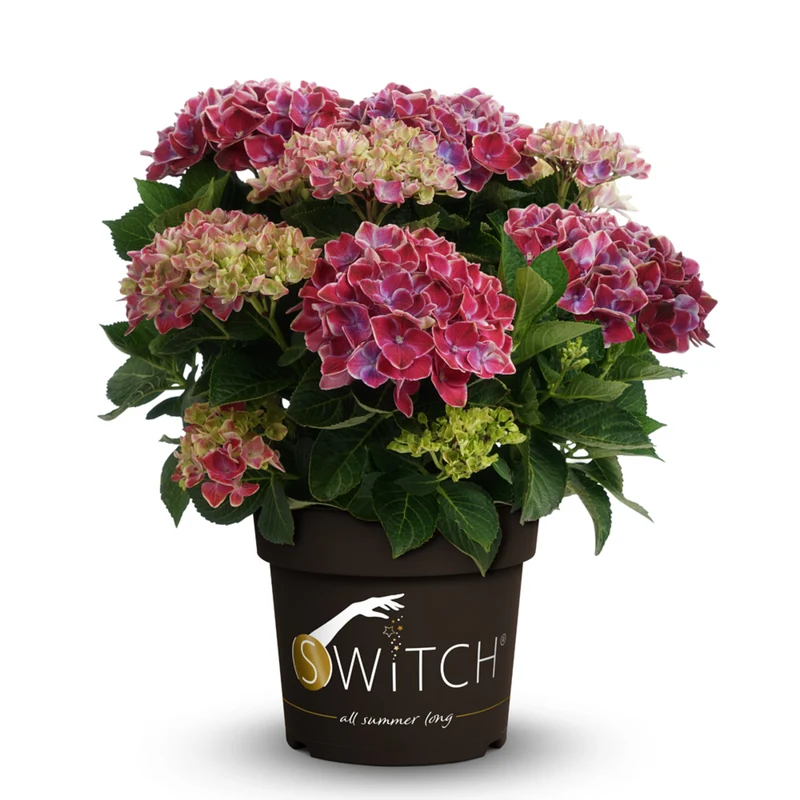 Bauernhortensie 'Switch®'