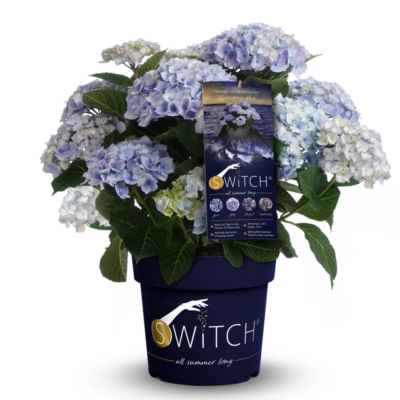 Bauernhortensie 'Switch®'