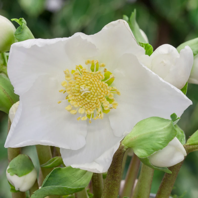 Christrose