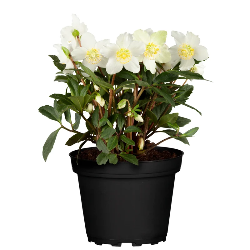 Christrose