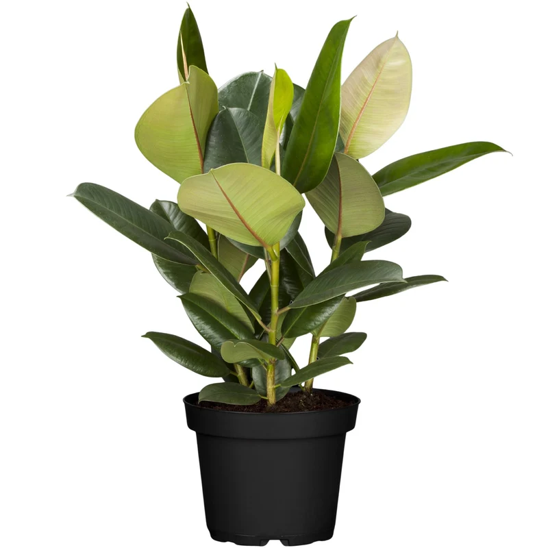 Gummibaum 'Robusta'