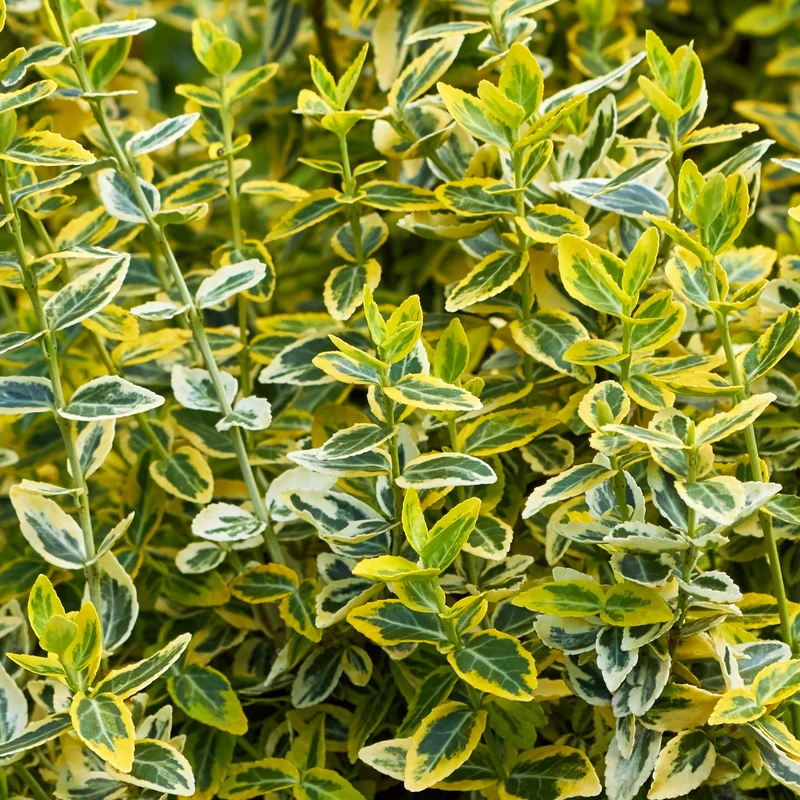 Gelbbunte Kriechspindel 'Emerald'n Gold'
