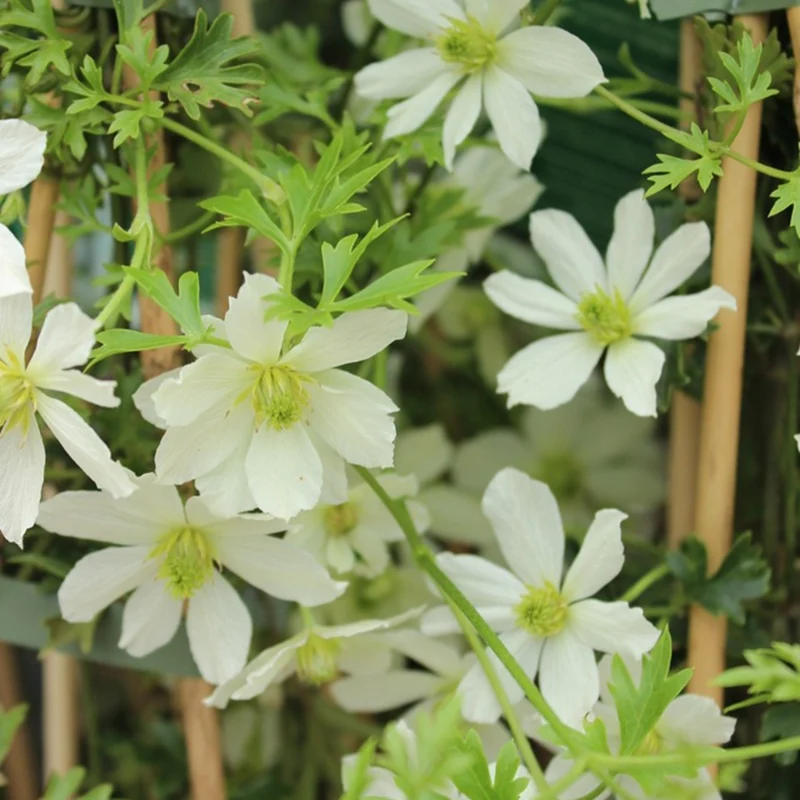 Clematis 'Early Sensation'