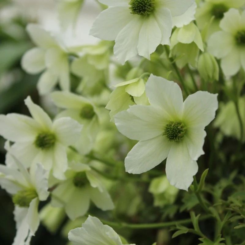 Clematis 'Early Sensation'