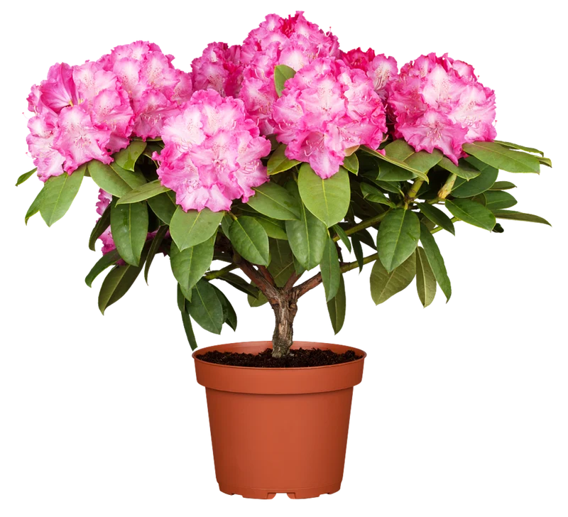Rhododendron 'Germania®'