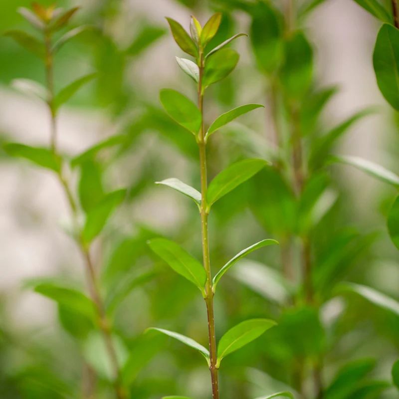 Liguster 'Atrovirens', 3 Pflanzen