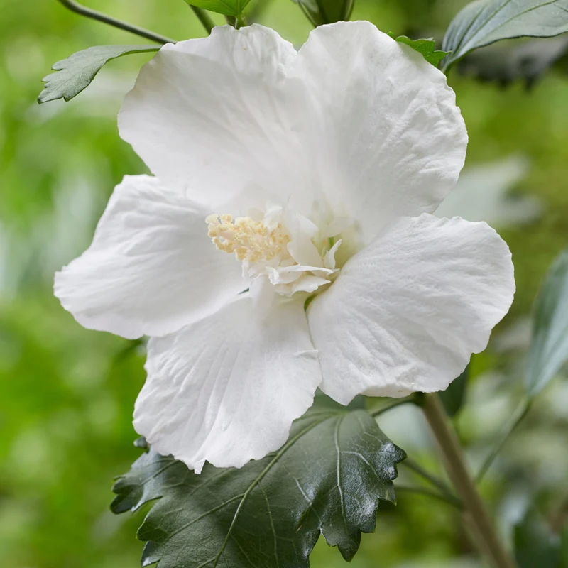 Säulen-Hibiskus 'Flower Tower®'