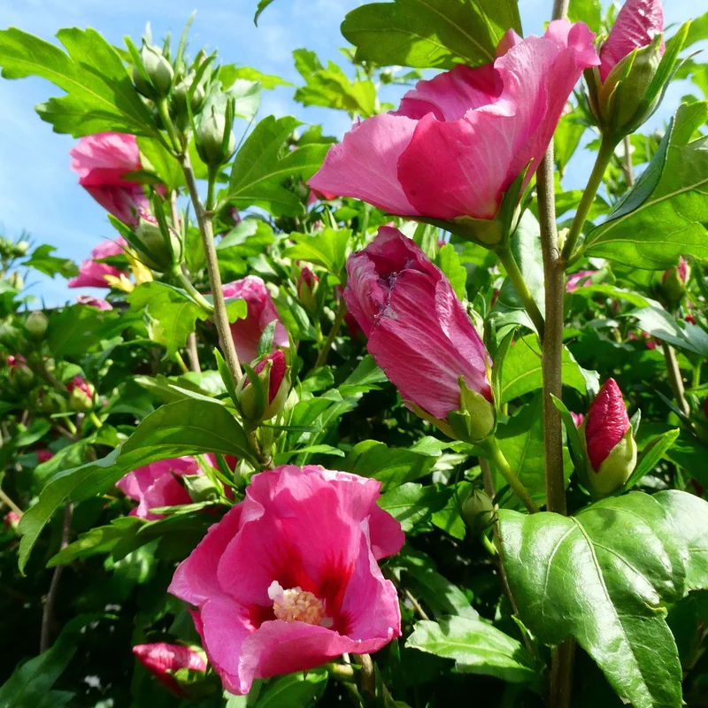 Säulen-Hibiskus 'Flower Tower®'